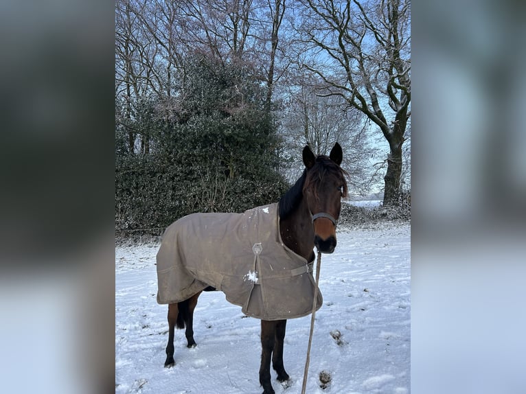 Deutscher Traber Wallach 5 Jahre 158 cm Brauner in Elmenhorst