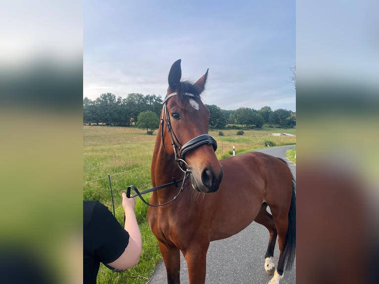 Deutscher Traber Wallach 5 Jahre 160 cm Brauner in Föritz