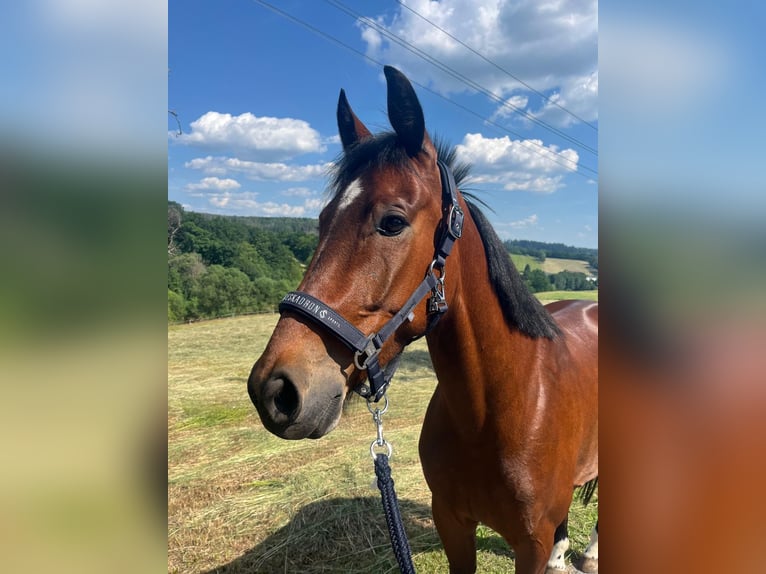 Deutscher Traber Wallach 5 Jahre 160 cm Brauner in Föritz