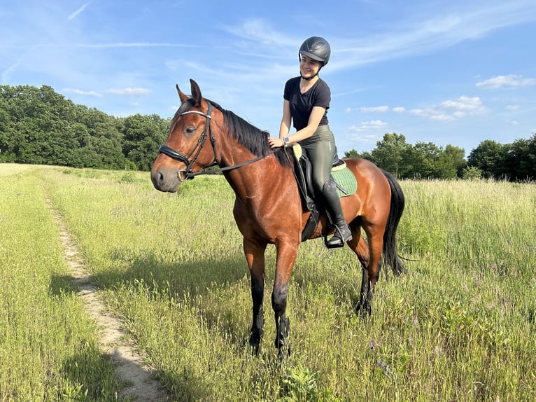 Deutscher Traber Wallach 5 Jahre 160 cm Dunkelbrauner in Potsdam