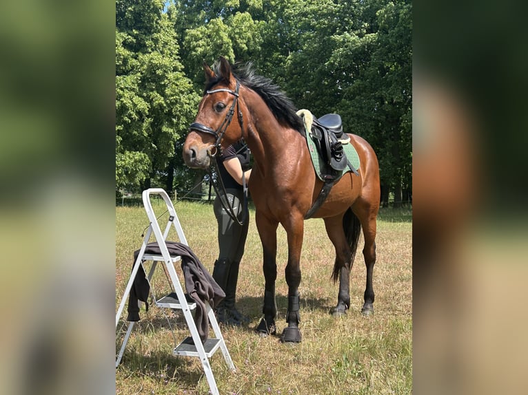 Deutscher Traber Wallach 5 Jahre 160 cm Dunkelfuchs in Schwielowsee