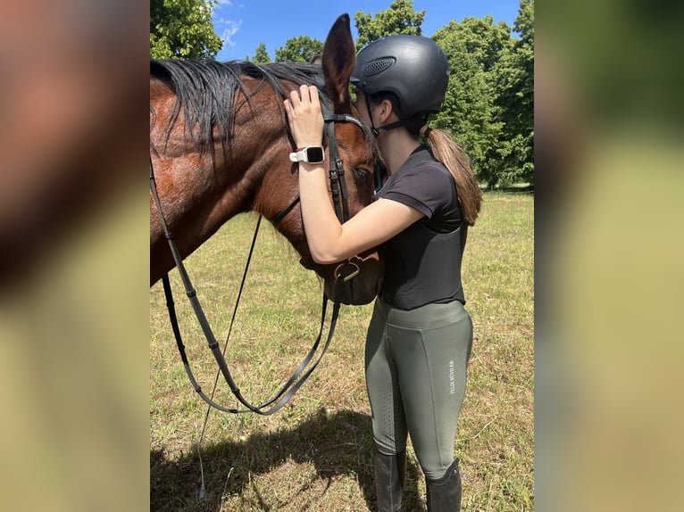 Deutscher Traber Wallach 5 Jahre 160 cm Dunkelfuchs in Schwielowsee