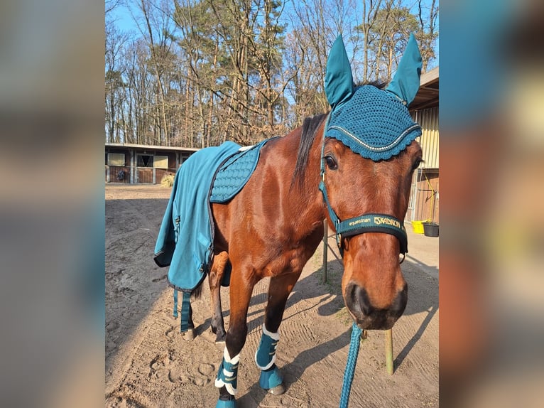 Deutscher Traber Wallach 5 Jahre 160 cm Dunkelfuchs in SchwielowseeSchwielowsee