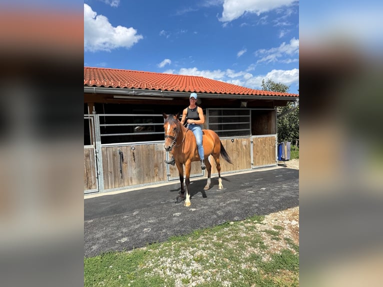 Deutscher Traber Wallach 5 Jahre 160 cm Fuchs in Bruckmühl