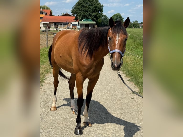 Deutscher Traber Wallach 5 Jahre 160 cm Fuchs in Bruckmühl