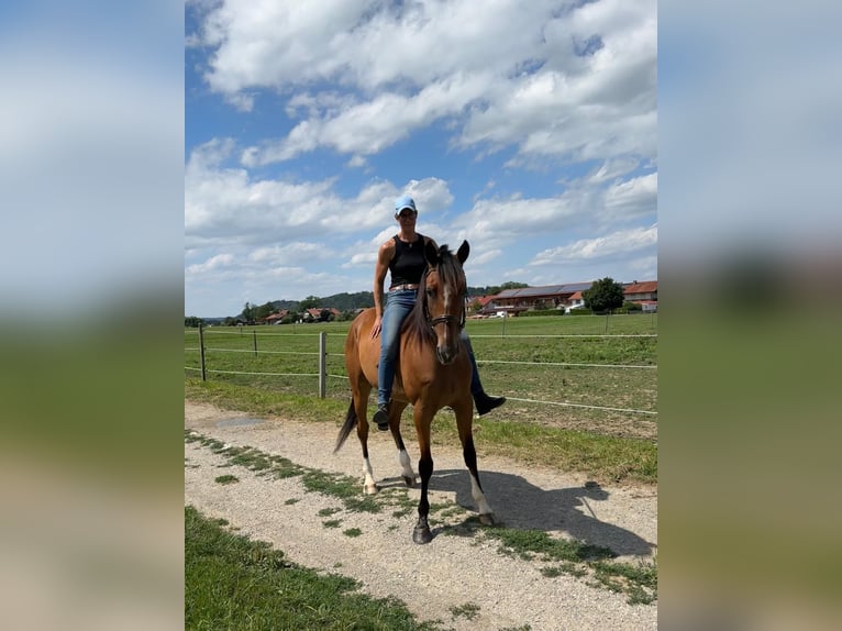 Deutscher Traber Wallach 5 Jahre 160 cm Fuchs in Bruckmühl