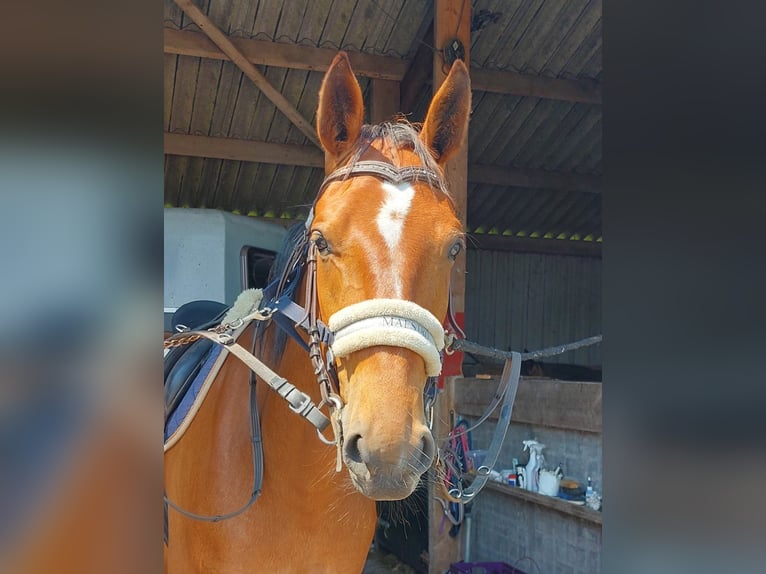 Deutscher Traber Wallach 5 Jahre 164 cm Brauner in Tolkamer