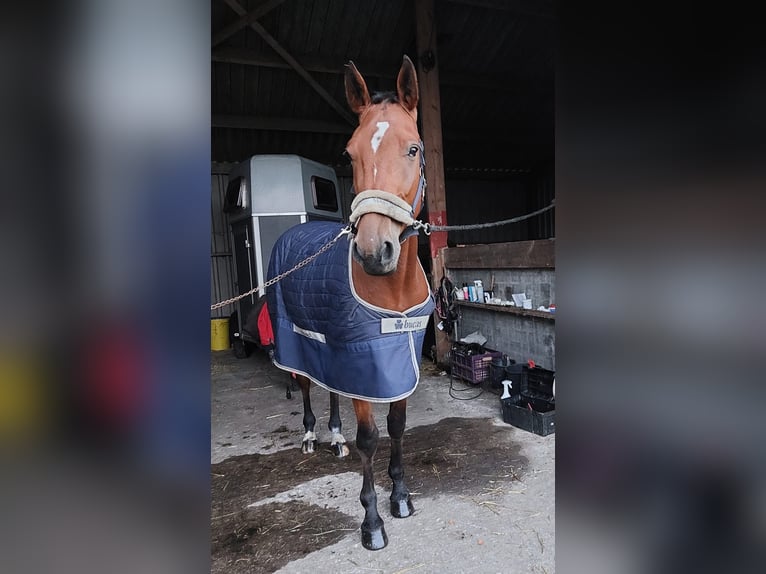 Deutscher Traber Wallach 5 Jahre 164 cm Brauner in Tolkamer