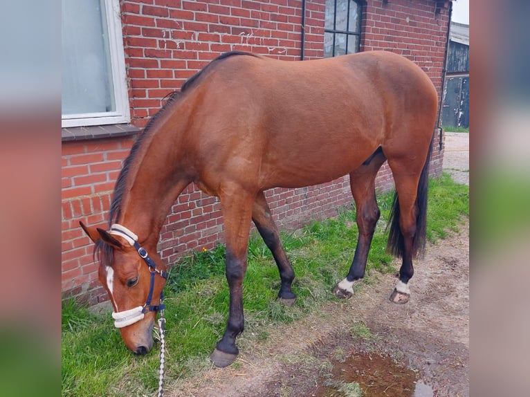 Deutscher Traber Wallach 5 Jahre 164 cm Brauner in Tolkamer