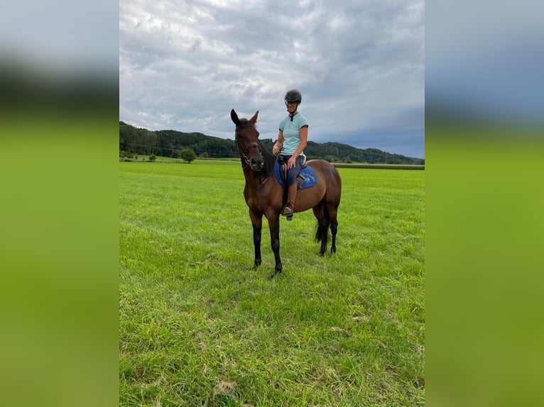 Deutscher Traber Wallach 5 Jahre 165 cm Brauner in Bruckm&#xFC;hl