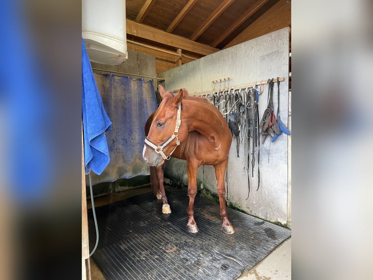 Deutscher Traber Wallach 5 Jahre 165 cm Fuchs in Bruckm&#xFC;hl