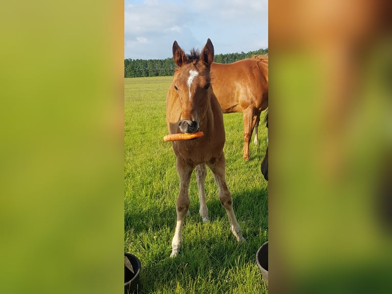 Deutscher Traber Wallach 5 Jahre 167 cm Brauner in Tolkamer