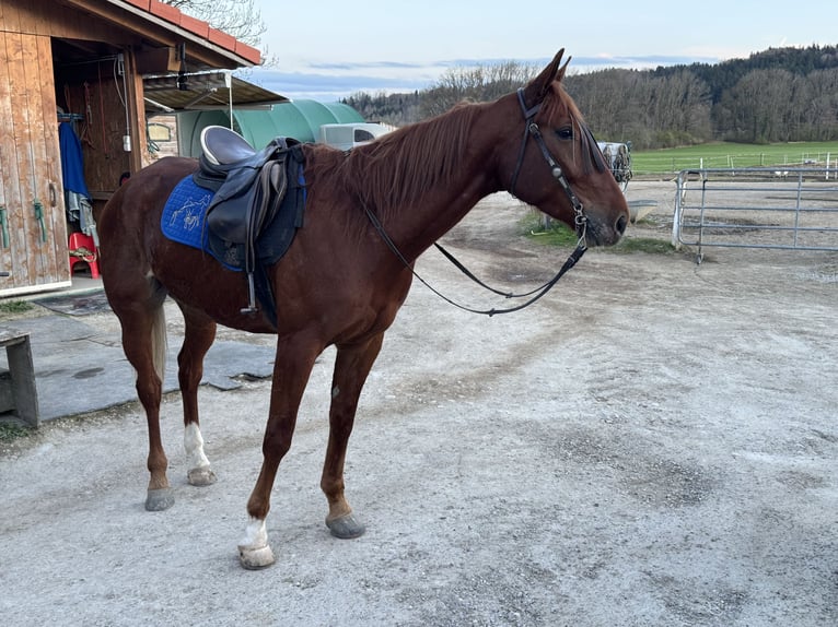 Deutscher Traber Wallach 5 Jahre 167 cm Fuchs in Bruckmühl