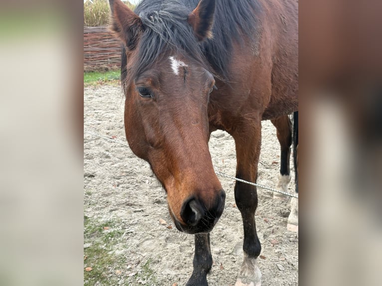 Deutscher Traber Wallach 6 Jahre 160 cm Brauner in Weert