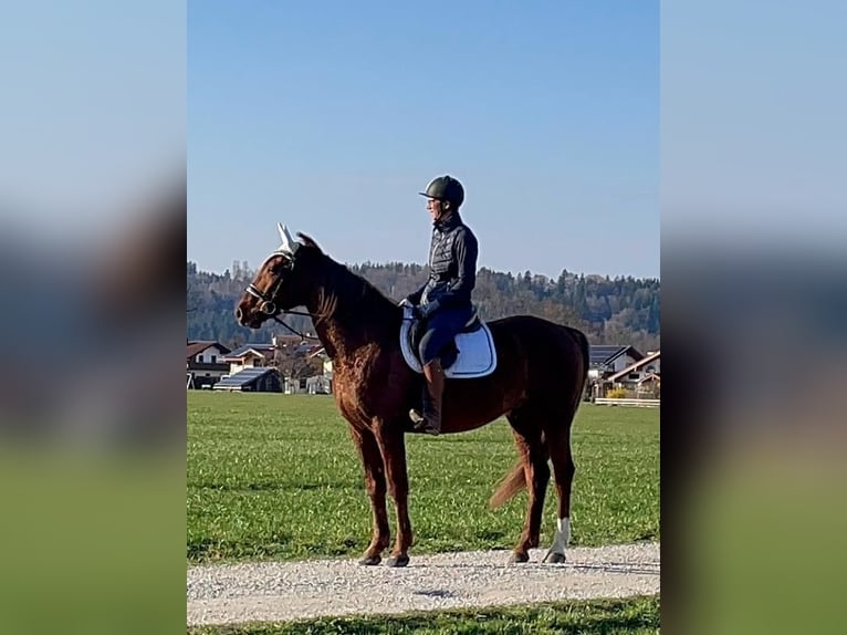 Deutscher Traber Wallach 6 Jahre 160 cm Fuchs in Bruckmühl