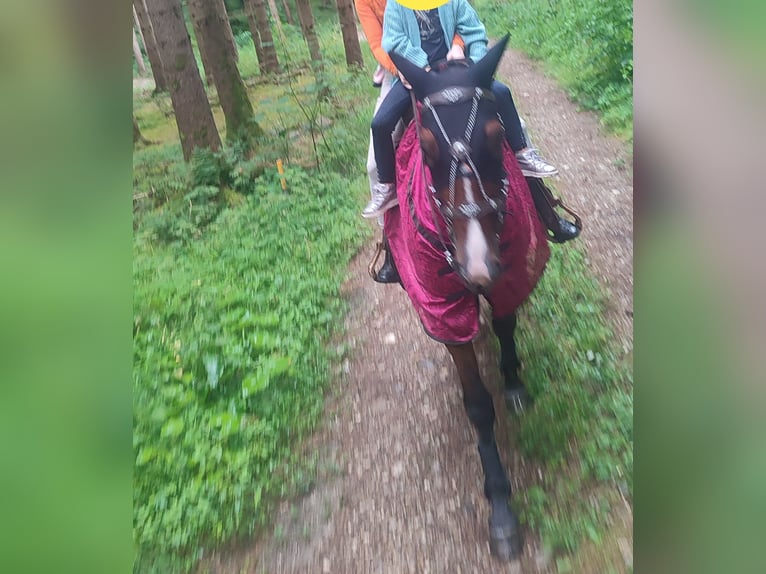 Deutscher Traber Wallach 6 Jahre 163 cm in Egling