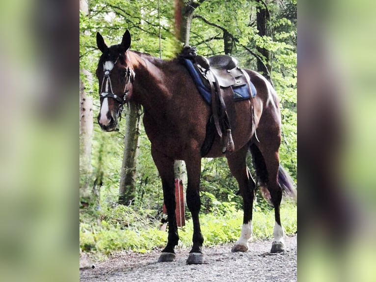 Deutscher Traber Wallach 6 Jahre 163 cm in Egling