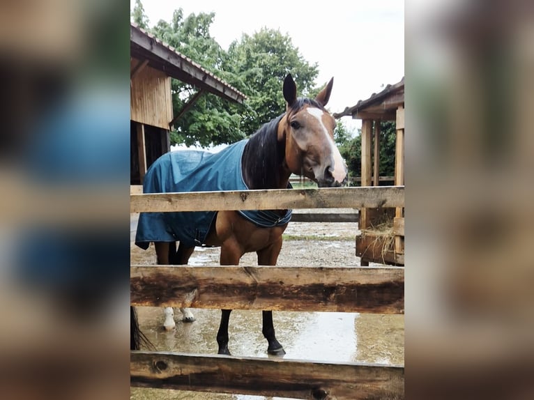 Deutscher Traber Wallach 6 Jahre 163 cm in Egling