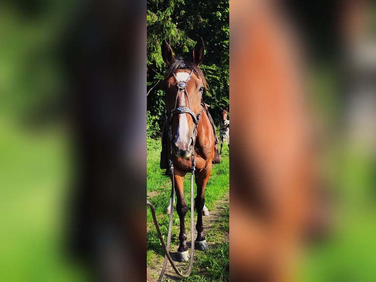 Deutscher Traber Wallach 6 Jahre 163 cm in Egling