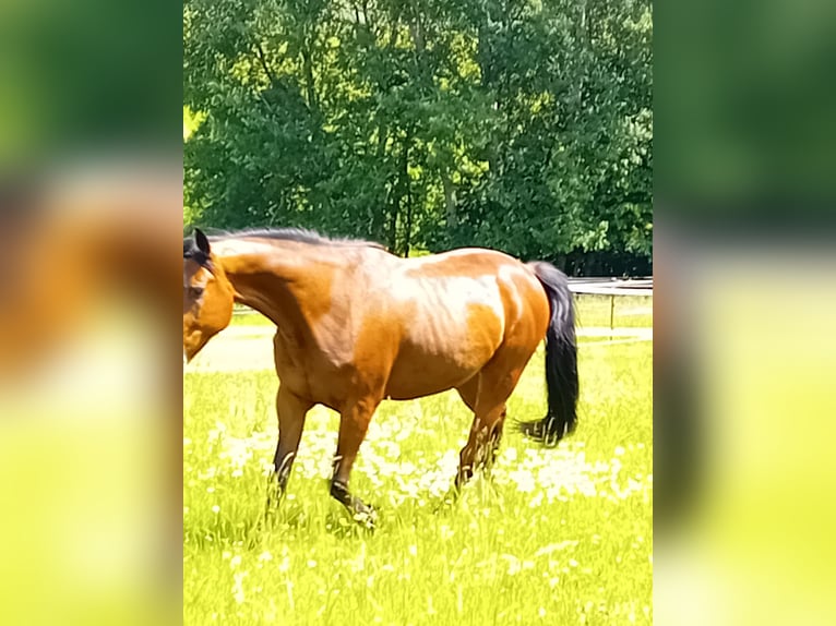 Deutscher Traber Wallach 6 Jahre 164 cm Brauner in Thurmansbang