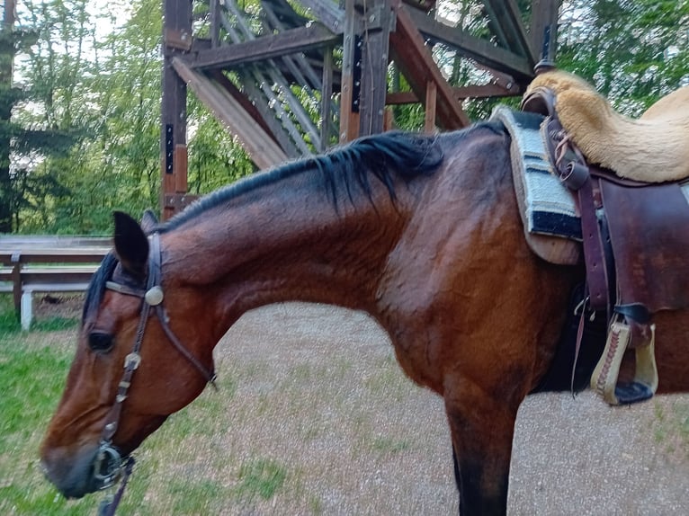 Deutscher Traber Wallach 6 Jahre 164 cm Brauner in Thurmansbang