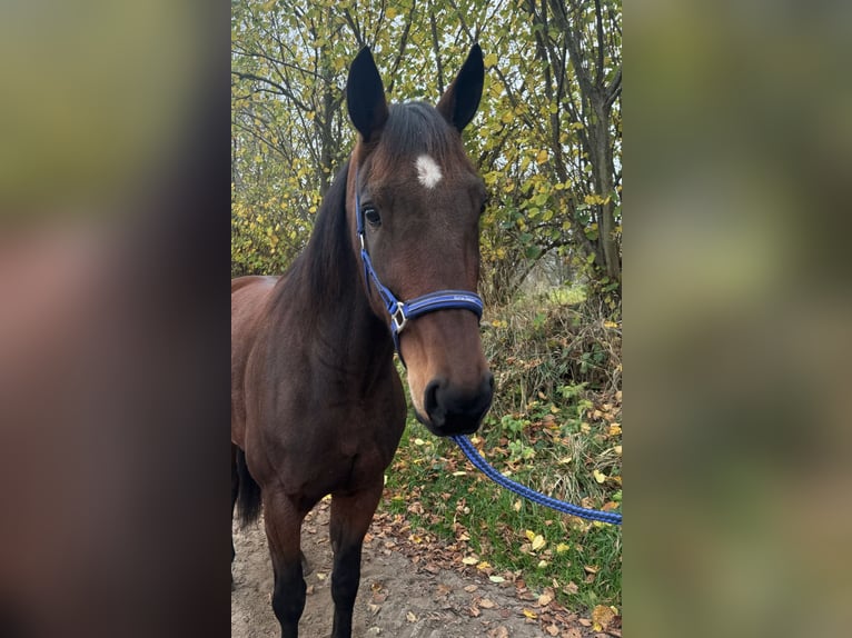 Deutscher Traber Wallach 6 Jahre 165 cm Brauner in Neritz