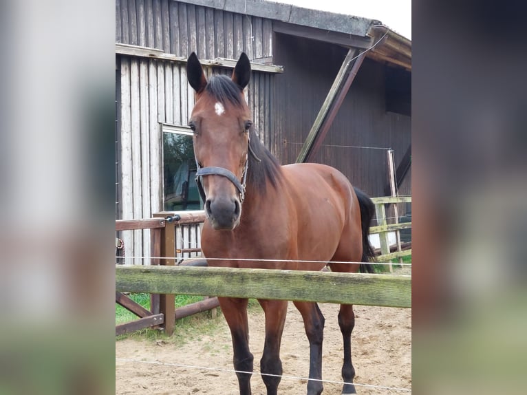 Deutscher Traber Wallach 6 Jahre 165 cm Brauner in Neritz