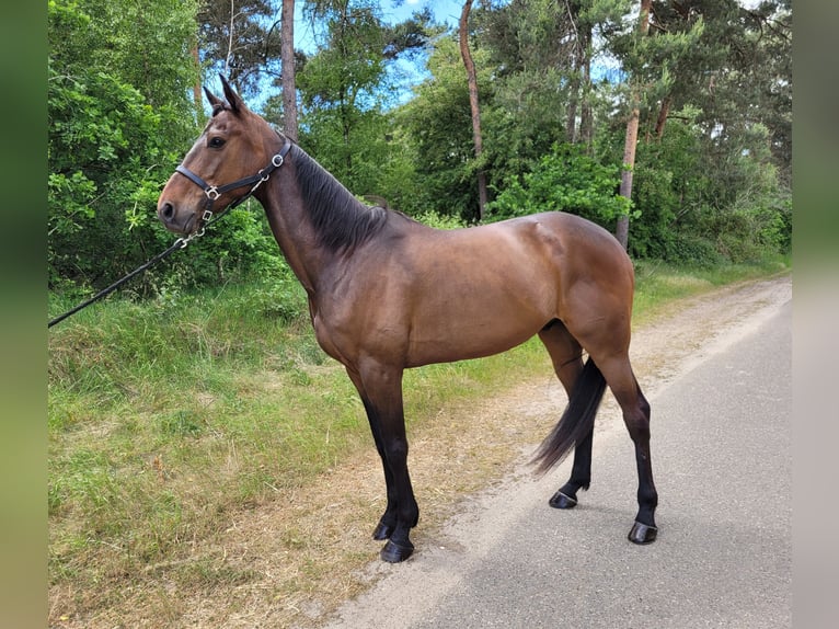 Deutscher Traber Wallach 6 Jahre 166 cm Brauner in Kevelaer