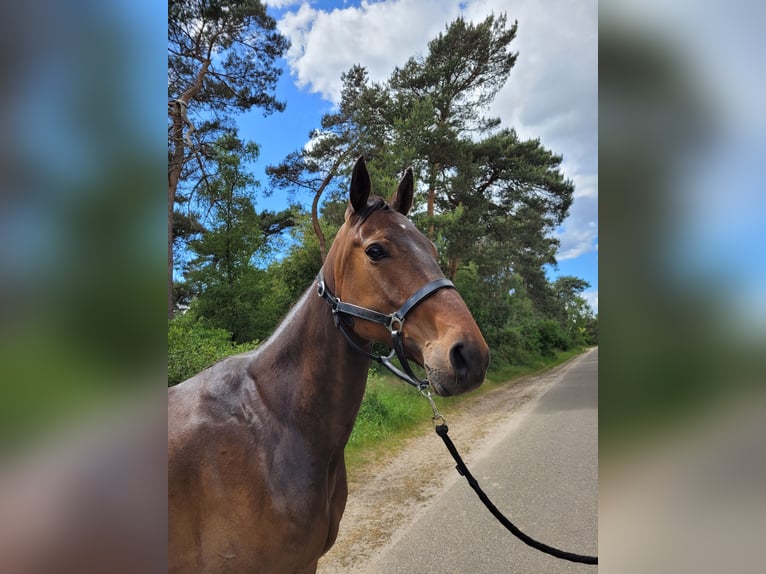 Deutscher Traber Wallach 6 Jahre 166 cm Brauner in Kevelaer