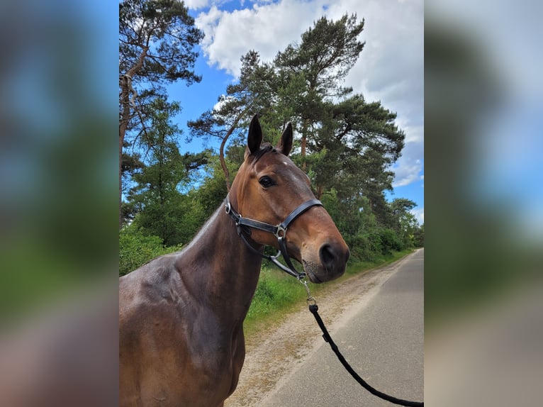 Deutscher Traber Wallach 6 Jahre 166 cm Brauner in Kevelaer