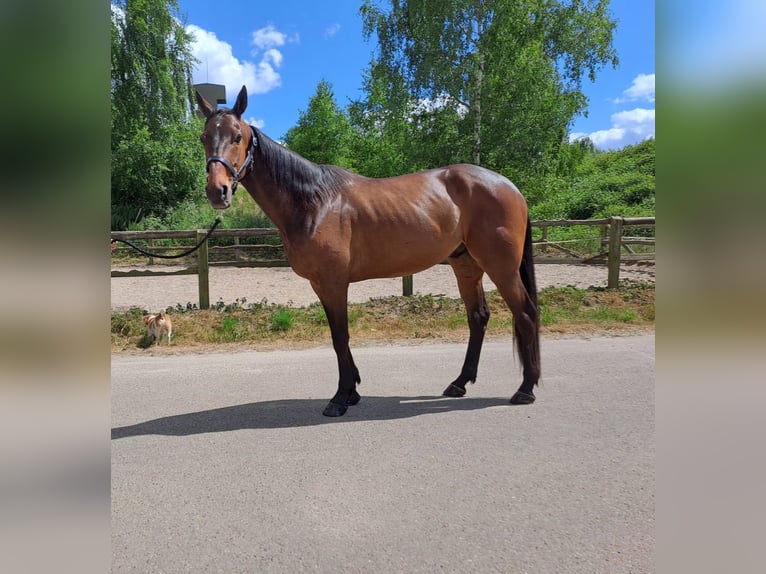 Deutscher Traber Wallach 6 Jahre 166 cm Brauner in Kevelaer