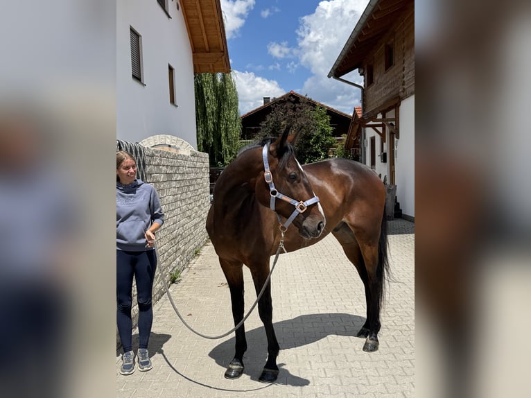 Deutscher Traber Wallach 6 Jahre 169 cm Dunkelbrauner in Bruckmühl