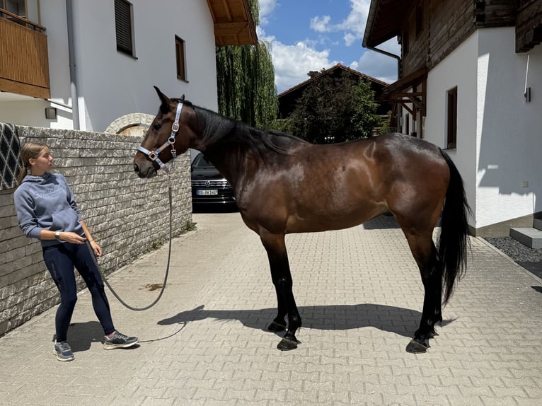 Deutscher Traber Wallach 6 Jahre 169 cm Dunkelbrauner in Bruckmühl