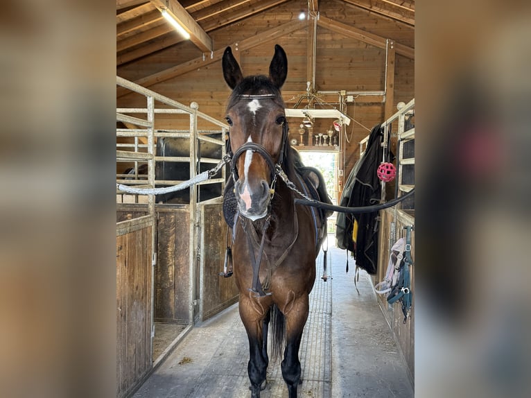 Deutscher Traber Wallach 6 Jahre 169 cm Dunkelbrauner in Bruckmühl