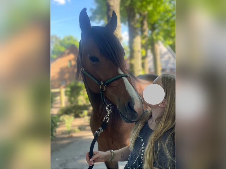 Deutscher Traber Wallach 7 Jahre 159 cm Brauner in Warendorf