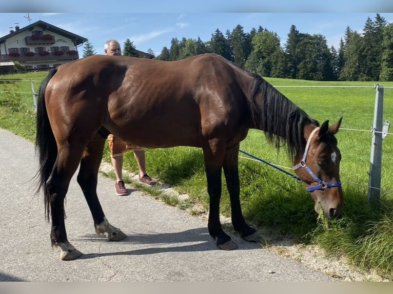 Deutscher Traber Wallach 7 Jahre 164 cm Brauner in Rosenheim