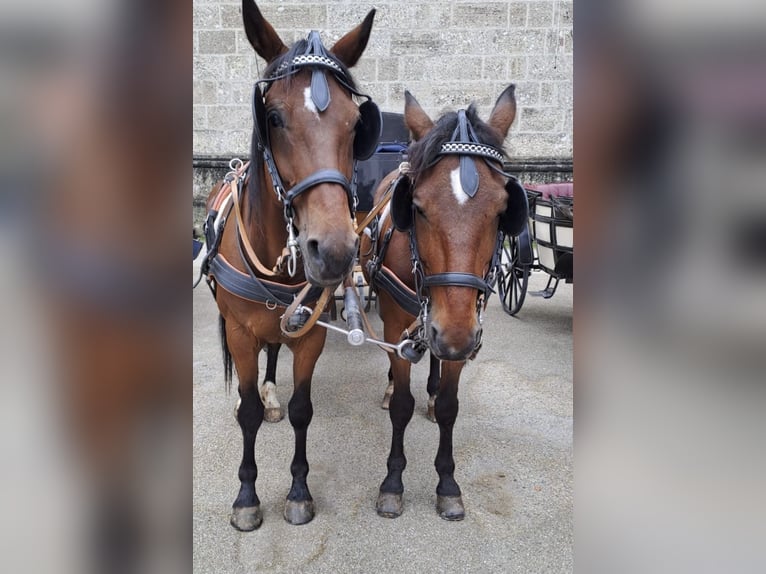 Deutscher Traber Wallach 7 Jahre 164 cm Brauner in Rosenheim