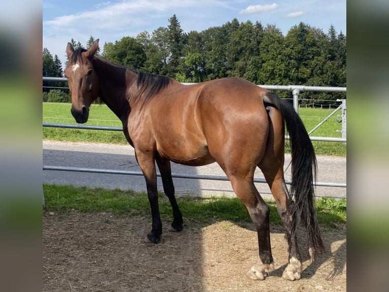 Deutscher Traber Wallach 7 Jahre 164 cm Brauner in Rosenheim