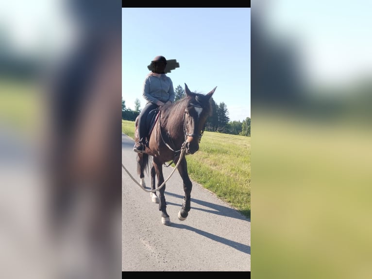 Deutscher Traber Wallach 7 Jahre 165 cm in LederauVorchdorf
