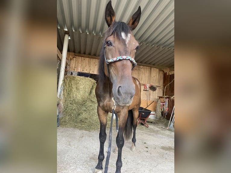 Deutscher Traber Wallach 7 Jahre 165 cm in LederauVorchdorf