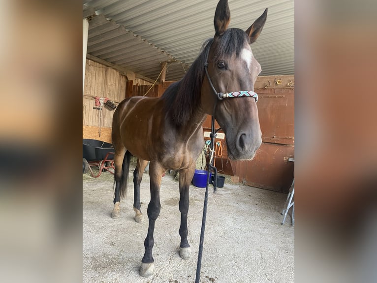 Deutscher Traber Wallach 7 Jahre 165 cm in LederauVorchdorf
