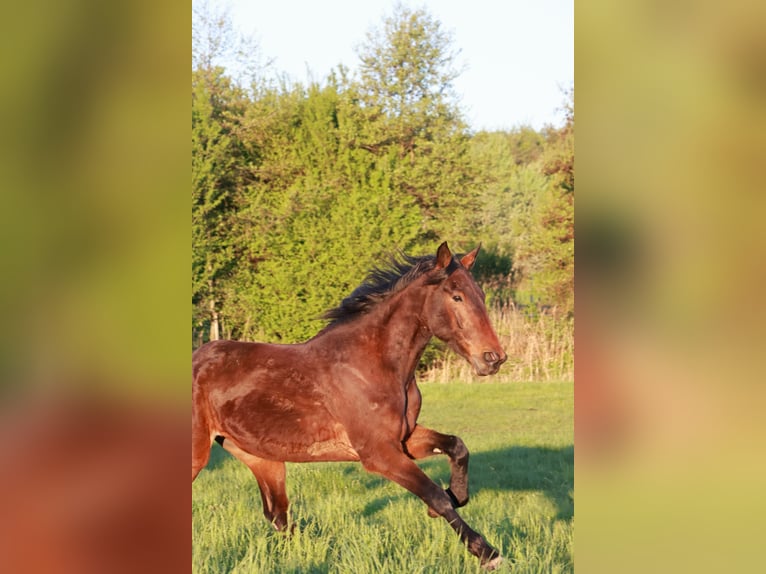 Deutscher Traber Wallach 7 Jahre 170 cm Brauner in BerlinBerlin