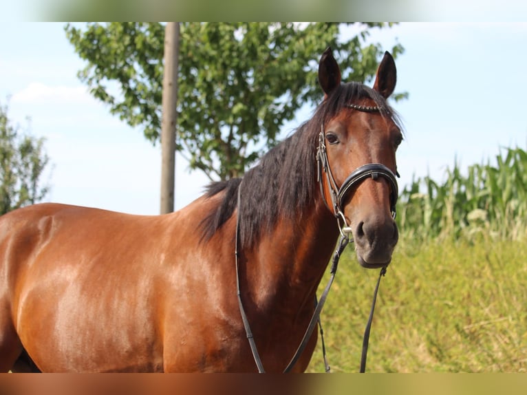 Deutscher Traber Wallach 7 Jahre  in Wattenscheid