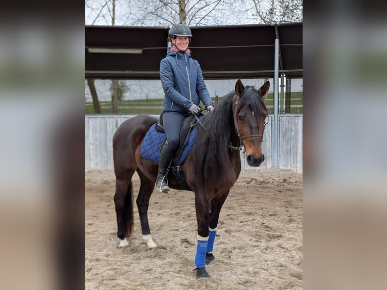 Deutscher Traber Wallach 8 Jahre 157 cm Dunkelbrauner in Berg im Gau