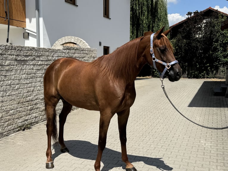 Deutscher Traber Wallach 8 Jahre 158 cm Fuchs in Bruckmühl