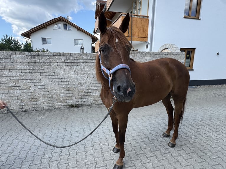 Deutscher Traber Wallach 8 Jahre 158 cm Fuchs in Bruckmühl
