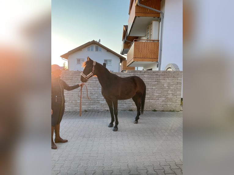 Deutscher Traber Wallach 8 Jahre 160 cm Brauner in Bruckmühl