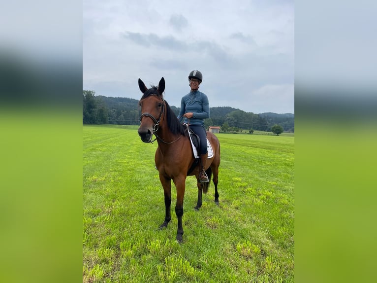 Deutscher Traber Wallach 8 Jahre 160 cm Brauner in Bruckm&#xFC;hl