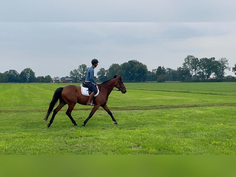 Deutscher Traber Wallach 8 Jahre 160 cm Brauner in Bruckm&#xFC;hl