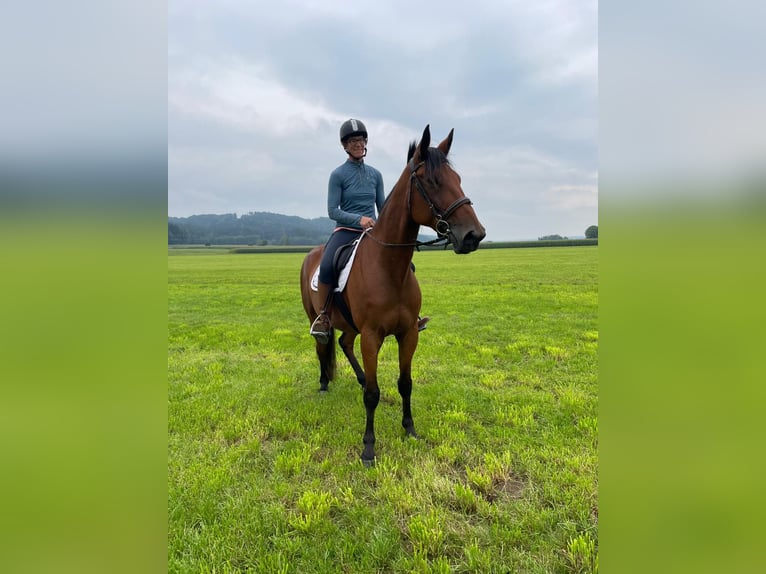 Deutscher Traber Wallach 8 Jahre 160 cm Brauner in Bruckm&#xFC;hl